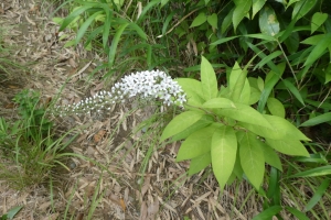 可愛い花も咲いてました