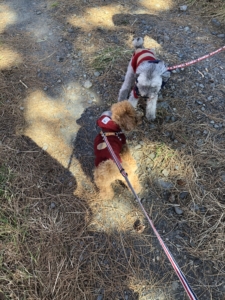 わんこもたくさん来てました