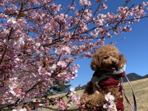 青空で写真も映えます
