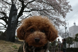 さくらとふうた