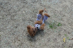 ゴロゴロしたり