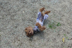 ゴロゴロしたり