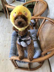 鳥さんになったり