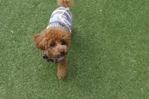 ふうたも朝の運動