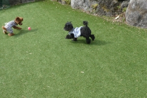 みりんちゃんもボール遊びに挑戦