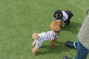 看板犬のみりんちゃん