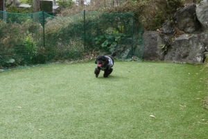 意外と素早いみりんちゃん