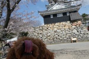 ふうたと浜松城は難しかった