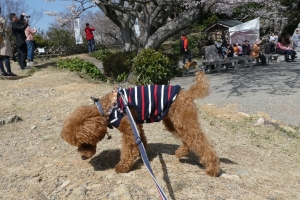 ふうたは桜より地面が気になる