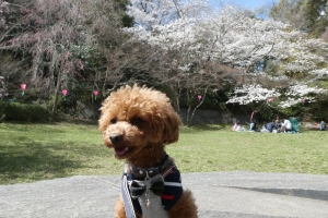 公園ではお花見しているひともいました