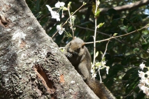 公園の中にリスがいました