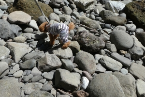 石がごつごつしているので気をつけてくださいね