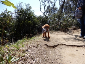 上は少し歩けるようになっていて景色もいいです