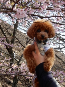 ふうたとさくら