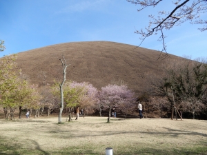 たくさんは咲いていませんでした