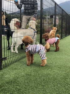 隣の大きなわんちゃんが気になるみたい