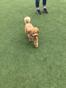 あれ？ふうた？