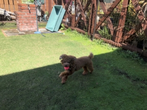 暑いけど楽しそう