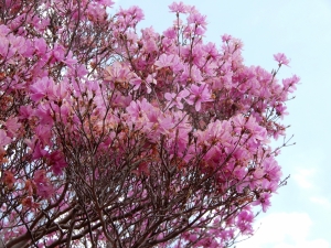 かわいらしいピンク