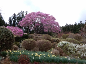 見事なミツバツツジ