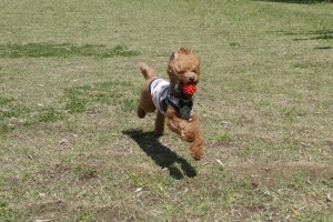 ボールもとったぞー