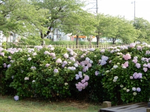 今年もあじさいがとてもきれい
