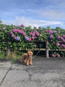 あじさいとふうた