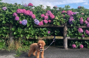 小鹿公園であじさい散歩してきたよ（静岡市駿河区）