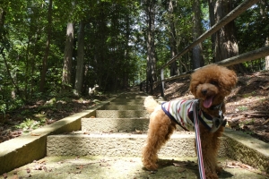 がんばるふうた