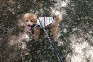 ふうたも楽しそう