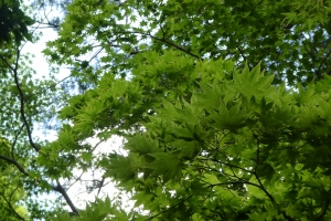 初夏の緑は気持ちいい
