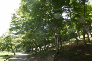 さらに林は続き