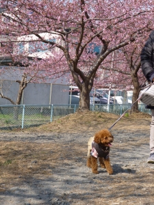 結構長いので桜を見ながらお散歩できます