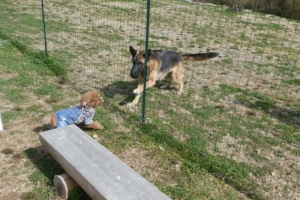 看板犬のシェパードくんと遊んでもらいました