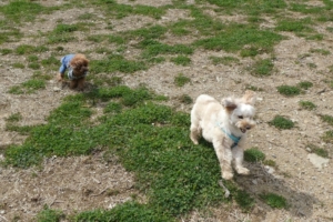 一緒に走ったり