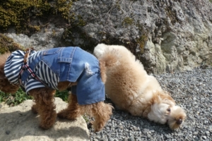 すりすりするふたり