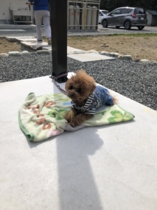 ふうたいい子でいてくれました