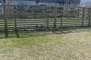 散策中のふうた