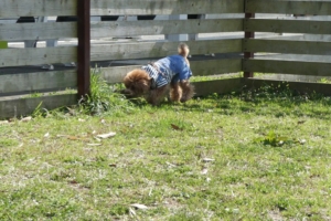 散策中のふうた