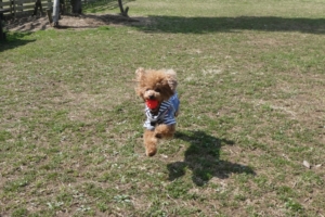 ボール遊びもしたよ