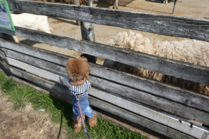 ふうちゃんも興味津津