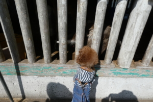 牛さんのぞいてます