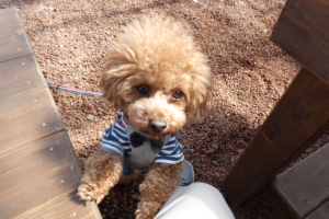 じーっと見てるふうた