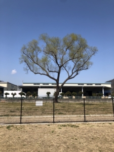 ドッグランの隣は広場と書いてありますが、大きな木が１本ありました。