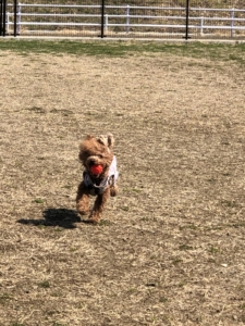 楽しそうに走っていました