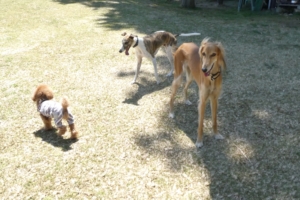 かっこいいわんちゃんと遊んだよ