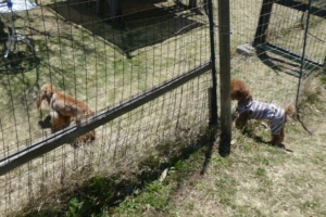 隣のわんちゃんも気になる