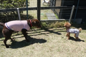 やんちゃなラブちゃん