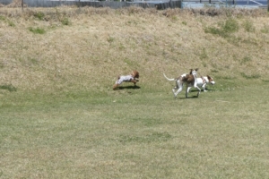 またまた走るー