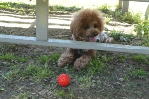 疲れたらベンチの下で休みます。